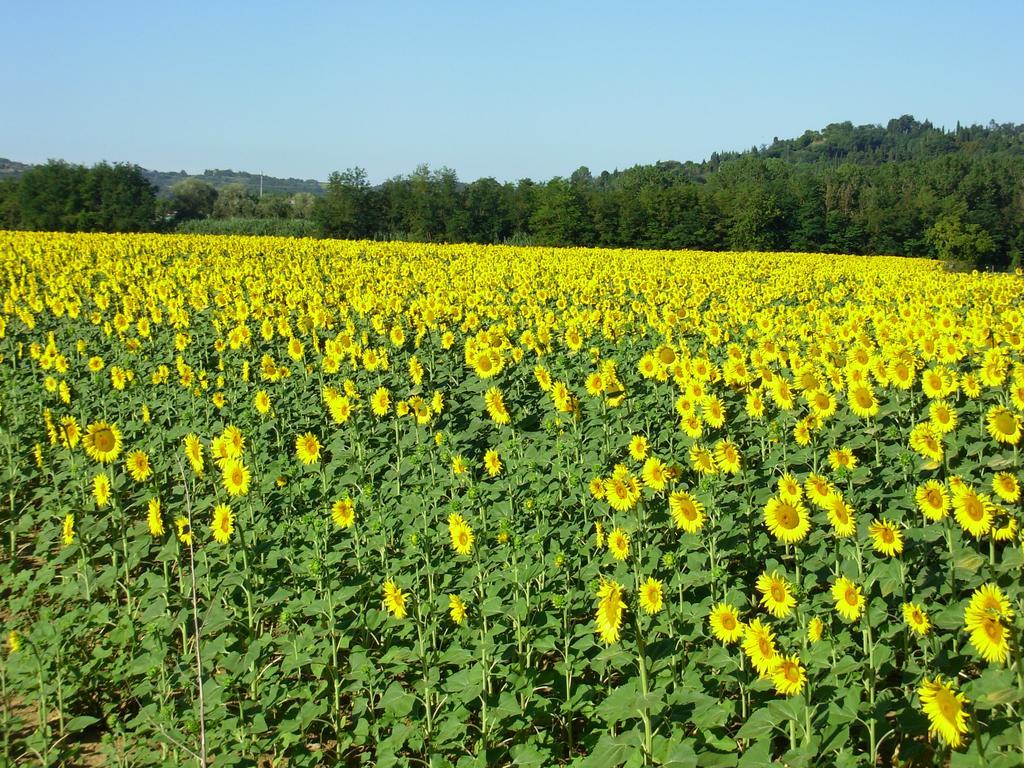 Il Borghetto Tuscan Holidays Σαν Τζιμινιάνο Εξωτερικό φωτογραφία